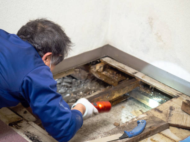Best Mold Removal Near Me  in Vernon Hls, IL