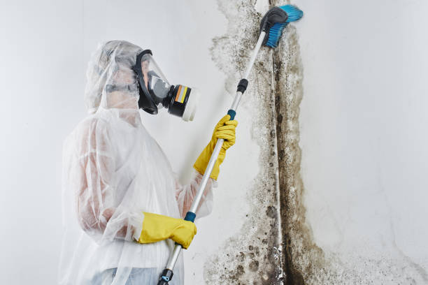 Best Black Mold Removal  in Vernon Hls, IL