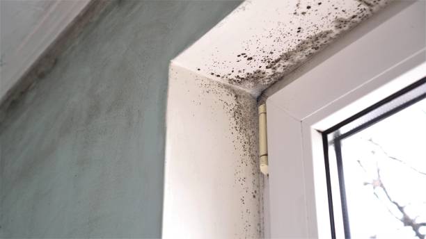 Best Mold Damage Repair  in Vernon Hls, IL