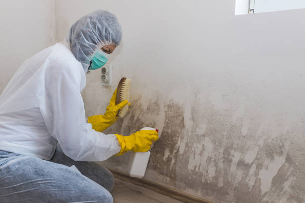 Best Commercial Mold Removal  in Vernon Hls, IL
