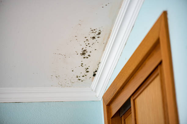 Best Toxic Mold Removal  in Vernon Hls, IL