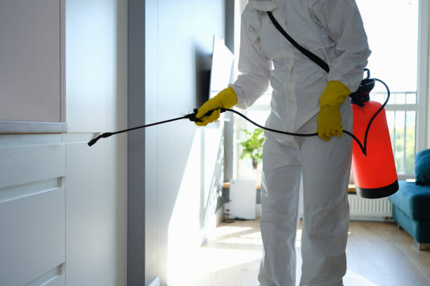 Best Toxic Mold Removal  in Vernon Hls, IL