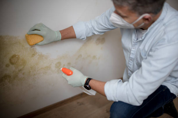 Mold Removal and Inspection in Vernon Hills, IL