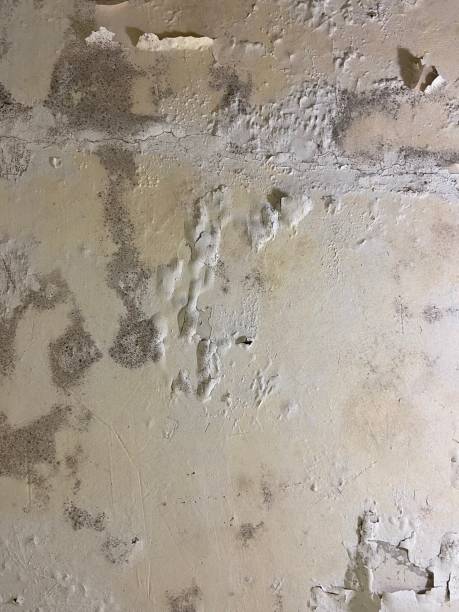 Best Local Mold Removal Service  in Vernon Hls, IL