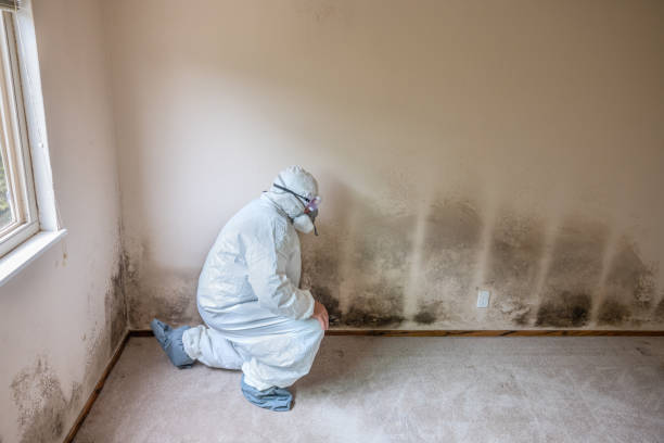 Best Emergency Mold Removal  in Vernon Hls, IL