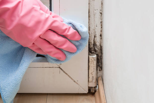 Best Mold Testing  in Vernon Hls, IL